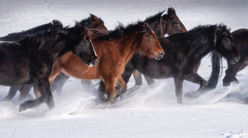 алтай, горный алтай, пейзажи алтая, онгудайский район, лошади, табун, кони, тебенёвка, зима, зимний алтай, горы, горная степь, выпас, пастух Особенности зимнего выпаса в алтайской глубинкеphoto preview