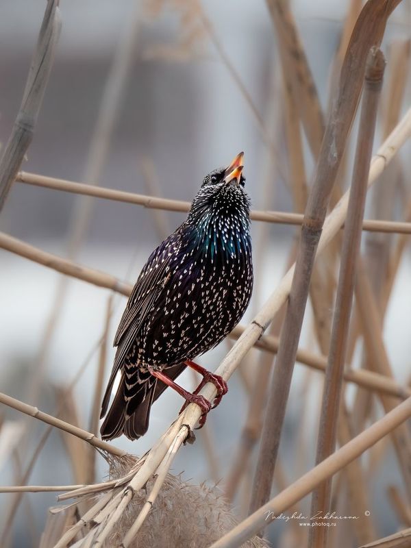 Скворец Певецphoto preview