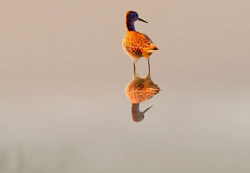 closeup, bird, birds, wild, wings, beauty, nature, swan, feather, spread, little sparrow,animal,animals,nikon,tailorbird,portrait,eyes,eagle,kite,flying,sky,prey black-tailed godwitphoto preview