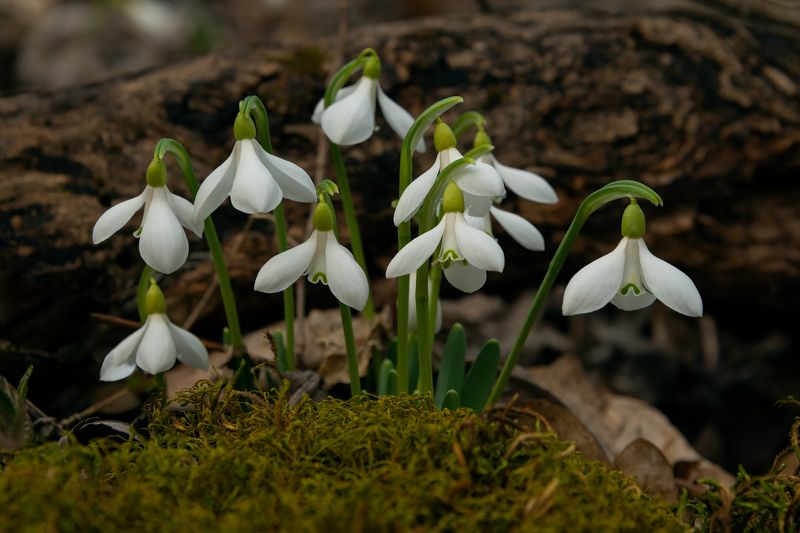 Февральские подснежникиphoto preview