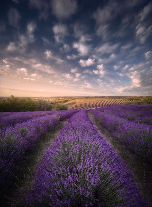 lavender, sunset, hungary, landscape, clouds, Lavender field in Hungaryphoto preview