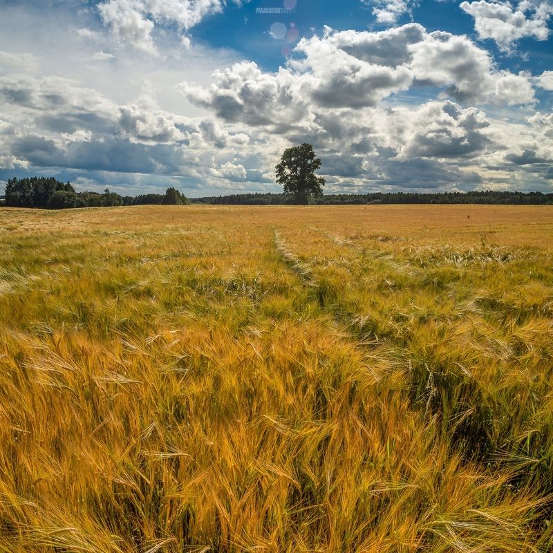 осень, лето, поле, солнце, ярко, дерево, колосья, золото, небо, тучи, облака, лес, тропинка, тепло, красиво, простор Осенняя пораphoto preview