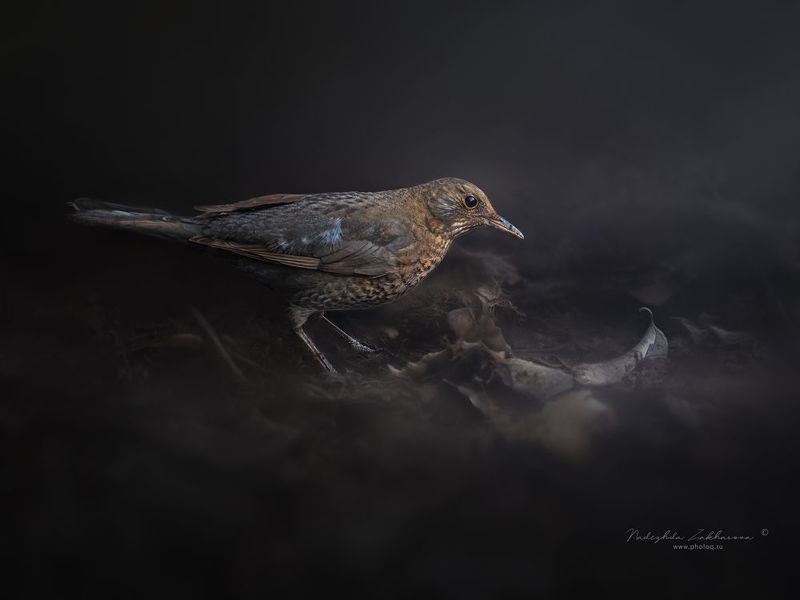 Самочка Черного Дроздаphoto preview