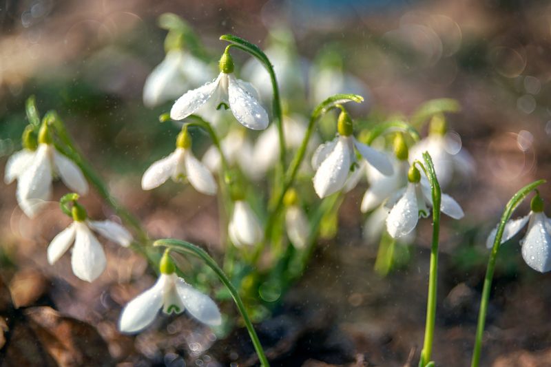 подснежники,февраль,гелиос Февральская оттепельphoto preview