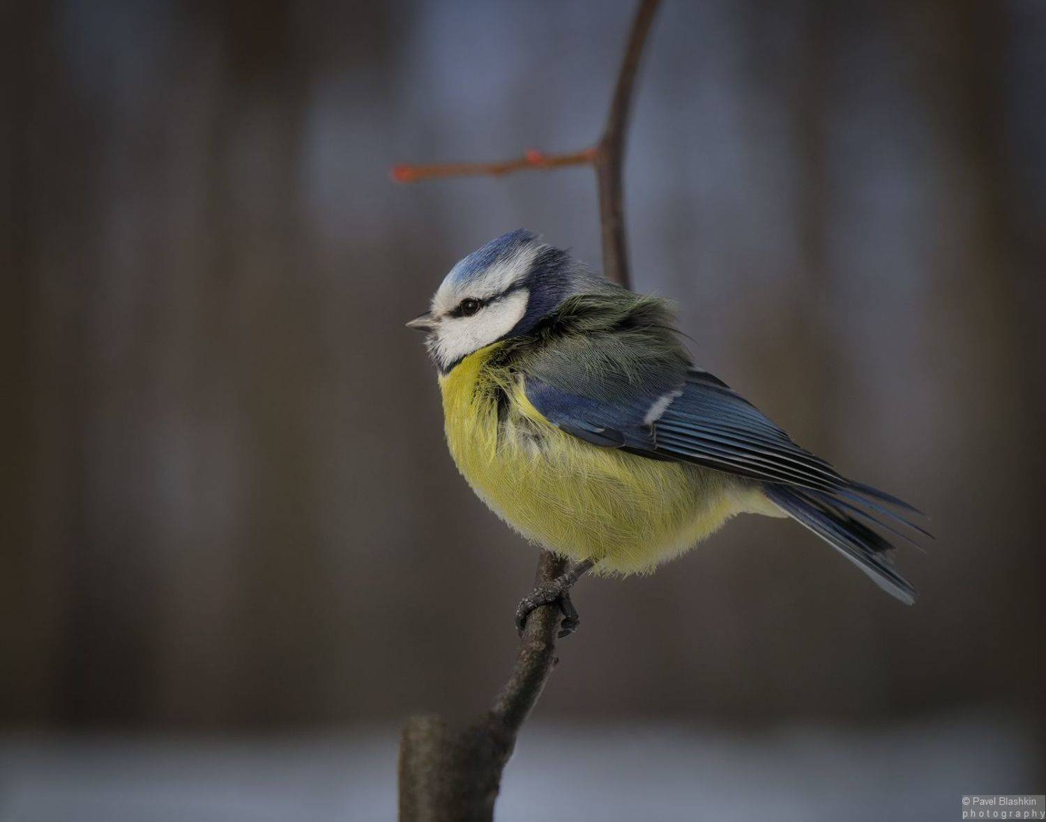 лазоревка, Блашкин Павел