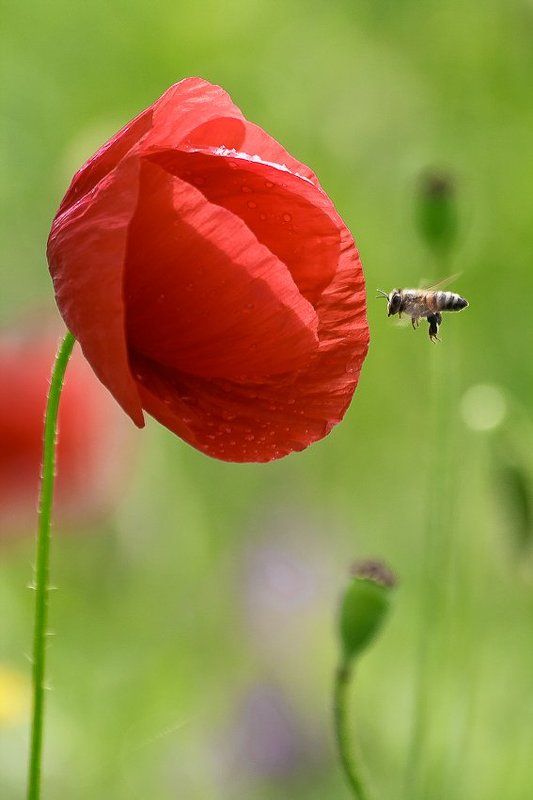 The red gatephoto preview