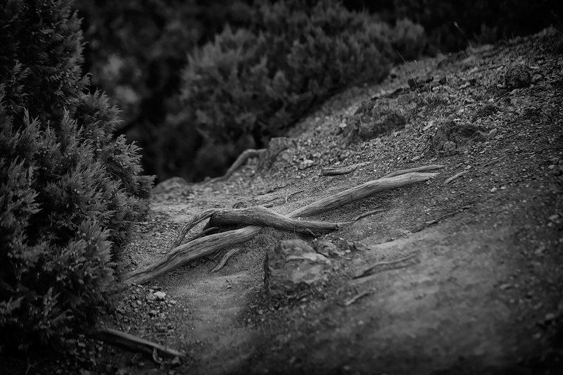 горы, сучки, ветки, корни, листья, камни Природные миниатюрыphoto preview