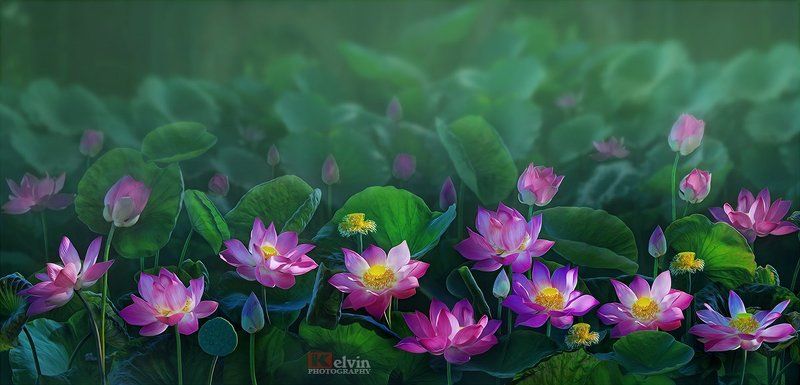 Sen Hồngphoto preview