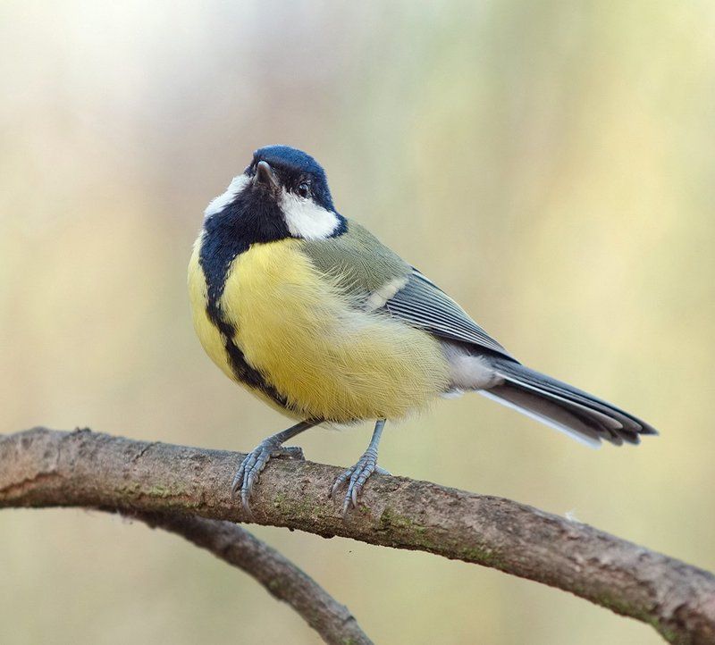 синица ***photo preview