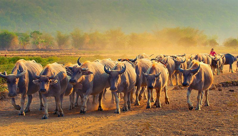 Animals, Buffalo, Indonesia, Travel, West Java Shepherd Buffalophoto preview