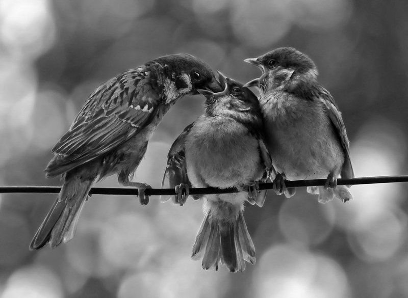 птицы, воробьи, животные В порядке очередиphoto preview