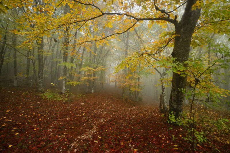 Туманный лес Ай-Петриphoto preview