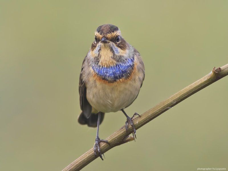 Варакушка Bluethroat.photo preview