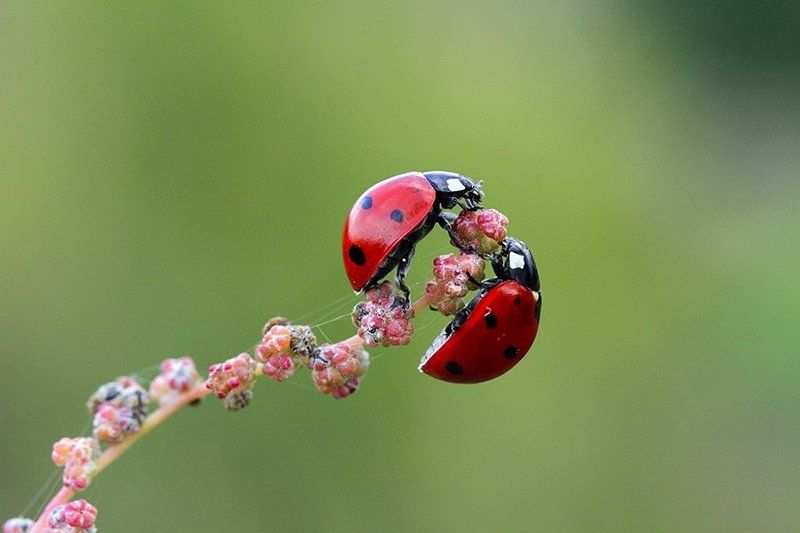 macro ladybug nature  lovephoto preview