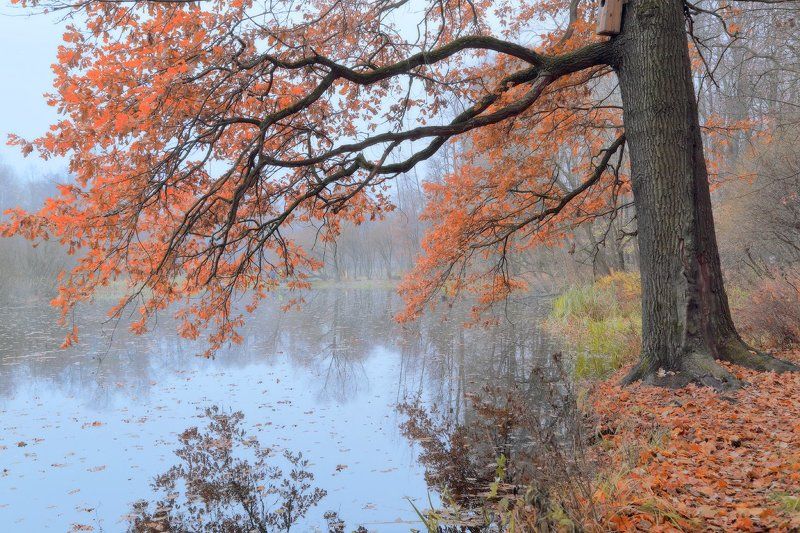 листва, осень, туман Осенняя тишинаphoto preview