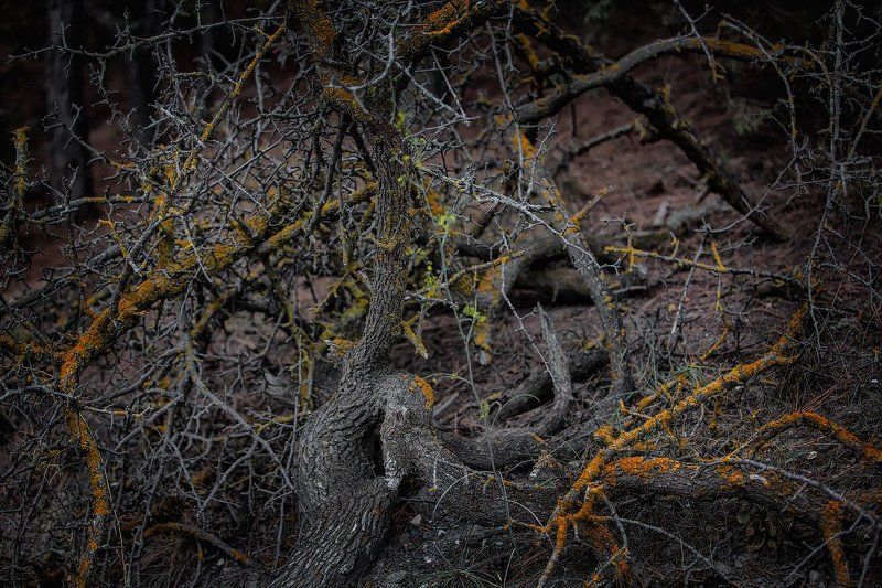 деревья, горы, сучки, корень, листья, колючки Миниатюры в цветеphoto preview