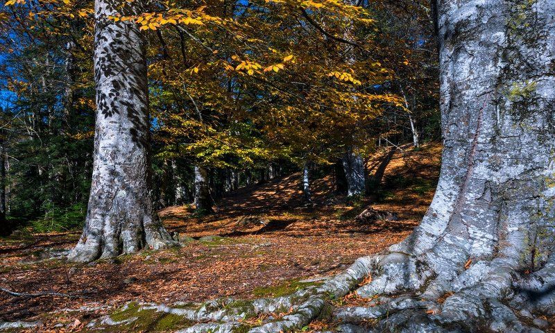 Исполиныphoto preview