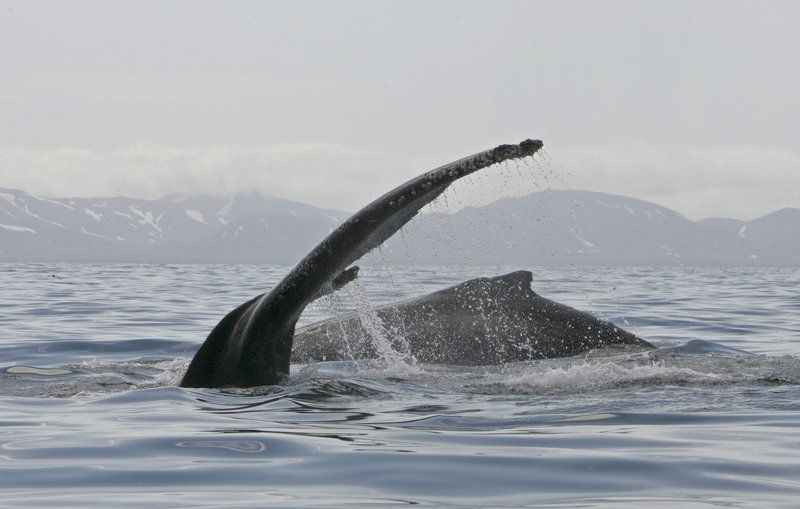 Горбатые китыphoto preview