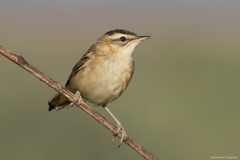 Камышевка Sedge warbler.photo preview