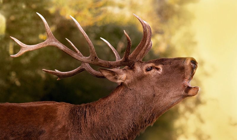 ....,.,.,.photo preview