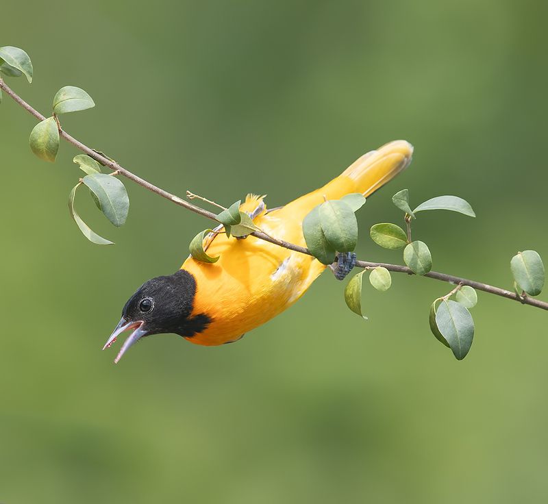 иволга, трупиал,  oriole, весна Baltimore Oriole. Балтиморская Иволгаphoto preview