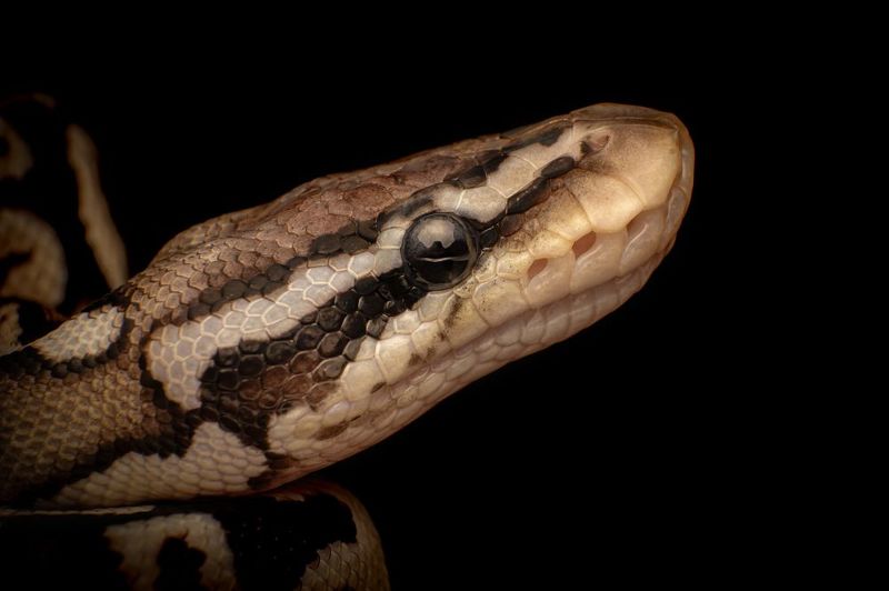 macro, nature, snakes, reptiles Ball Pythonphoto preview