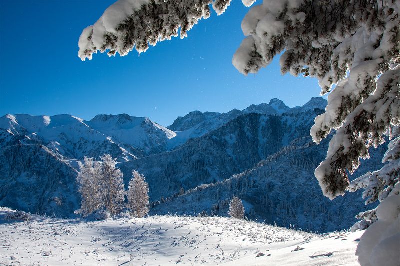 снег, горы, ель, кахахстан, заилийский алатау photo preview