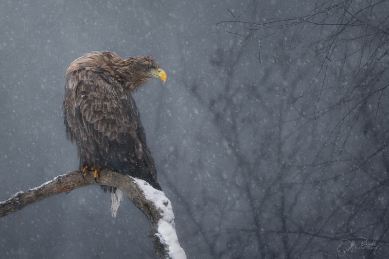 орлан-белохвост, орлан, беларусь, красный бор, хищник, птицы Думыphoto preview