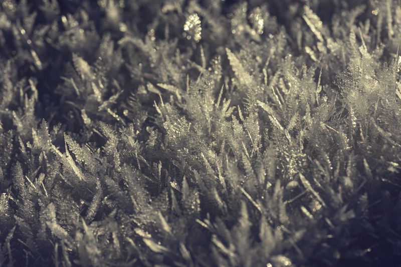 Snow Flowersphoto preview