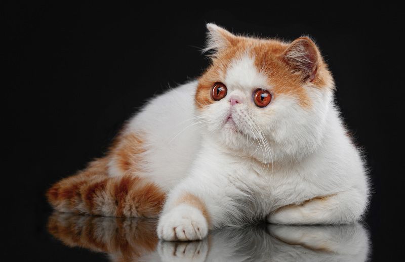 животные, кот, экзот, взгляд, глаза ***photo preview