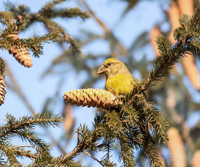 птица, клёст, самка, лес, Клёст еловик.photo preview