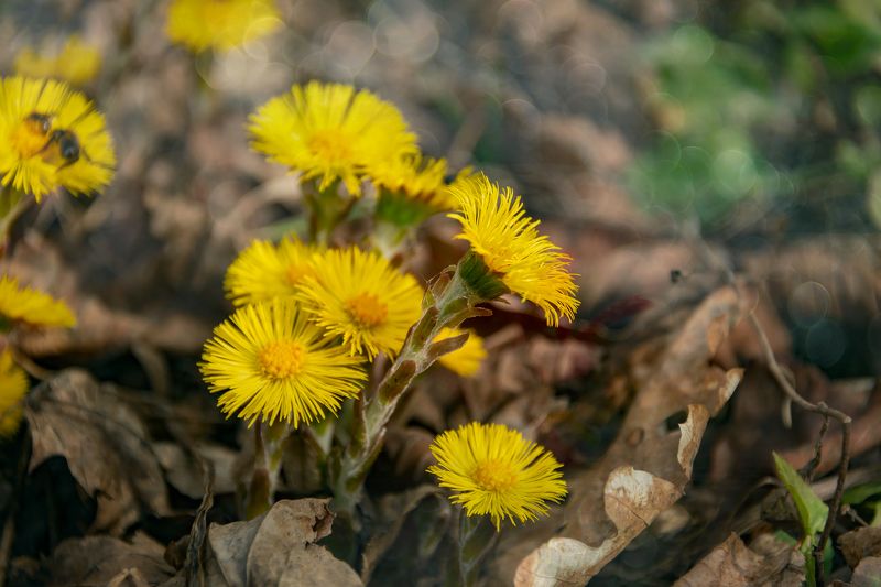 первоцветы,февраль,цветы,макро Февральские первоцветыphoto preview