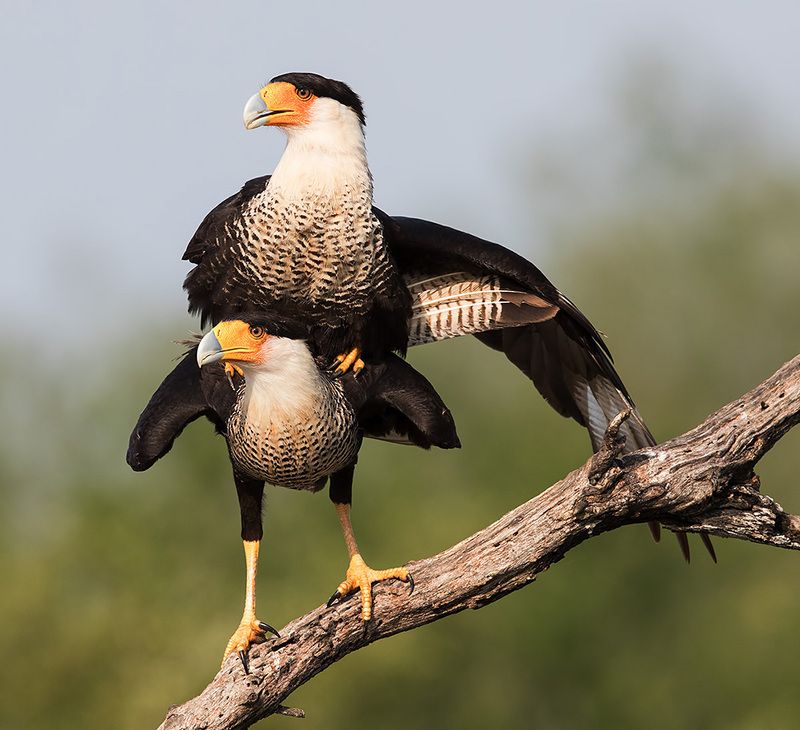 каракара, crested caracara, caracara, tx, texas, хищные птицы Caracara couple mating -Обыкновенная каракараphoto preview