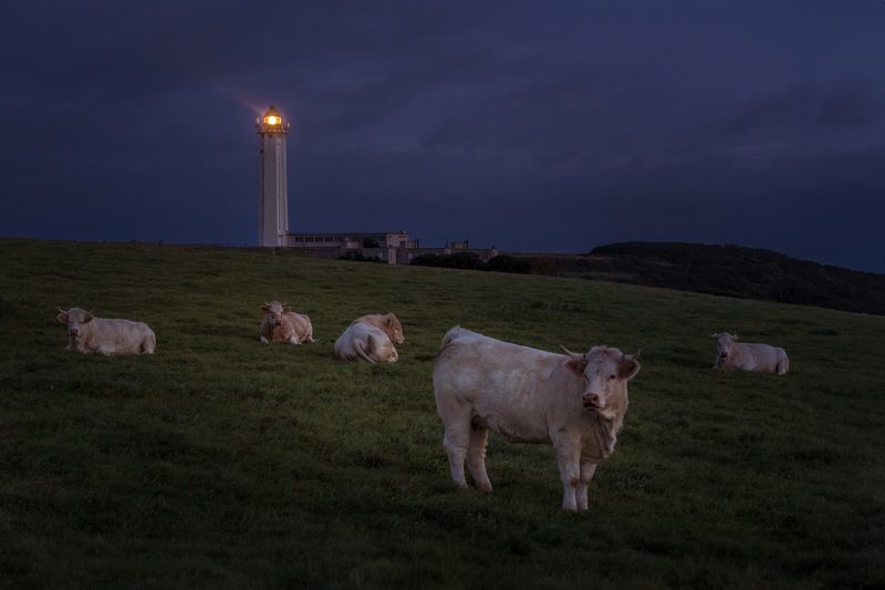 Французские коровкиphoto preview