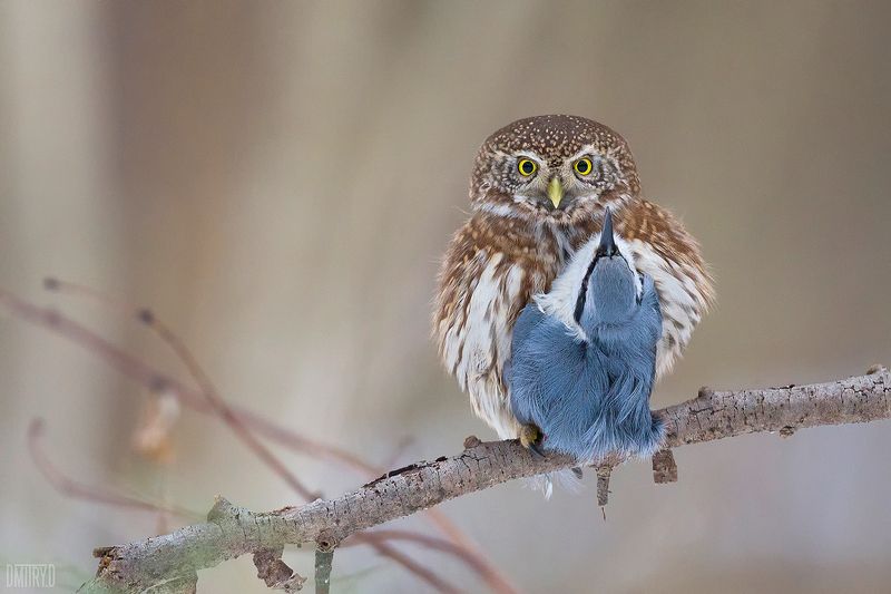 Воробьиный сыч с добычей фото превью