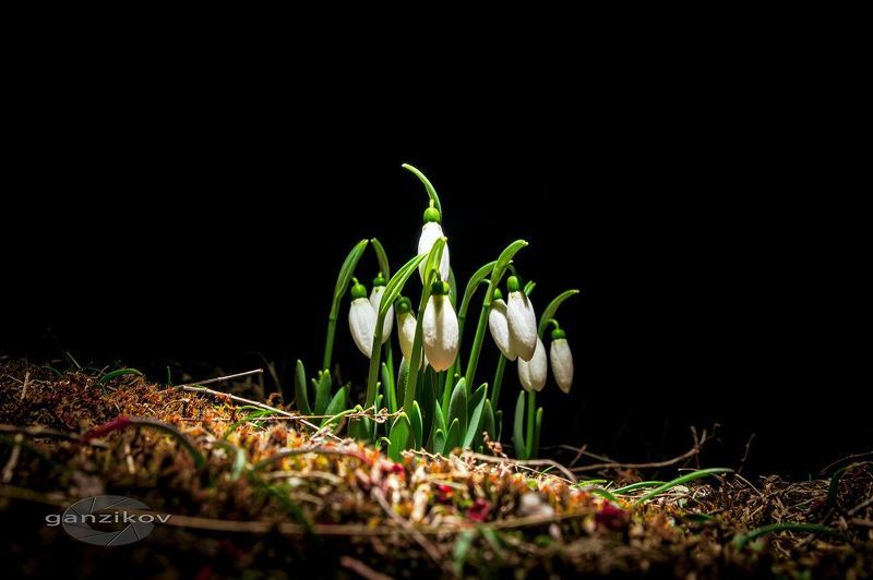 Галантусыphoto preview