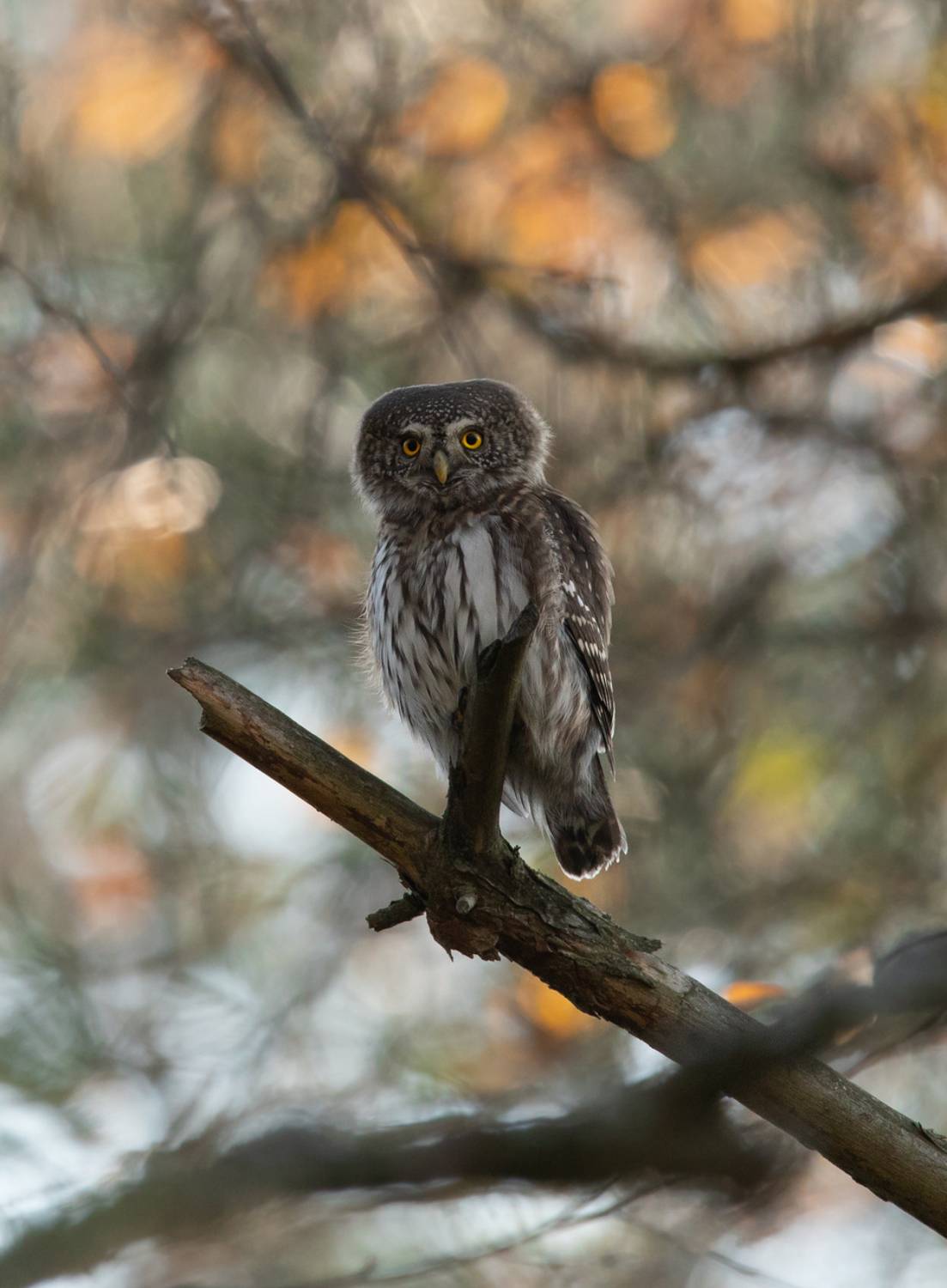 Маленький, но хищный.. Автор: Vladimir Pakalevich , Vladimir Pakalevich