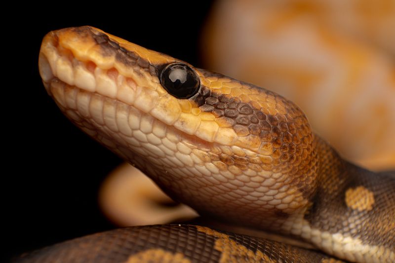 macro, nature, snakes, reptiles Ball Pythonphoto preview