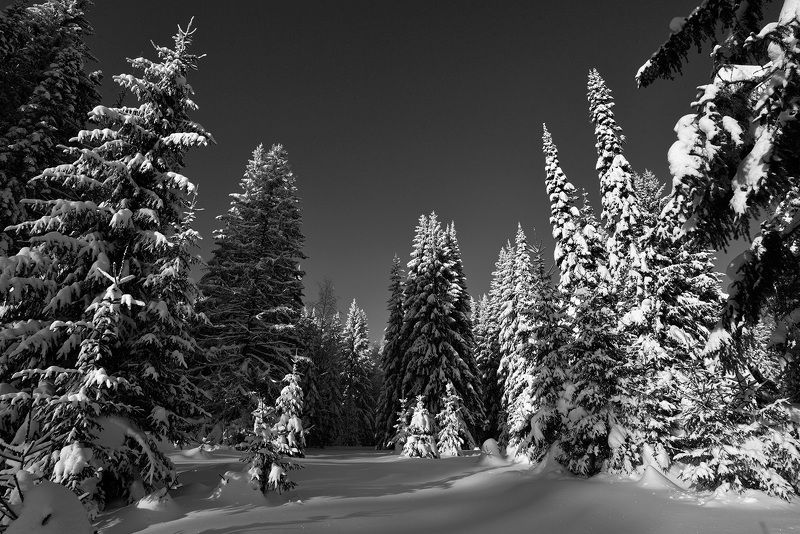 зимний лес, зима В царстве зимы фото превью