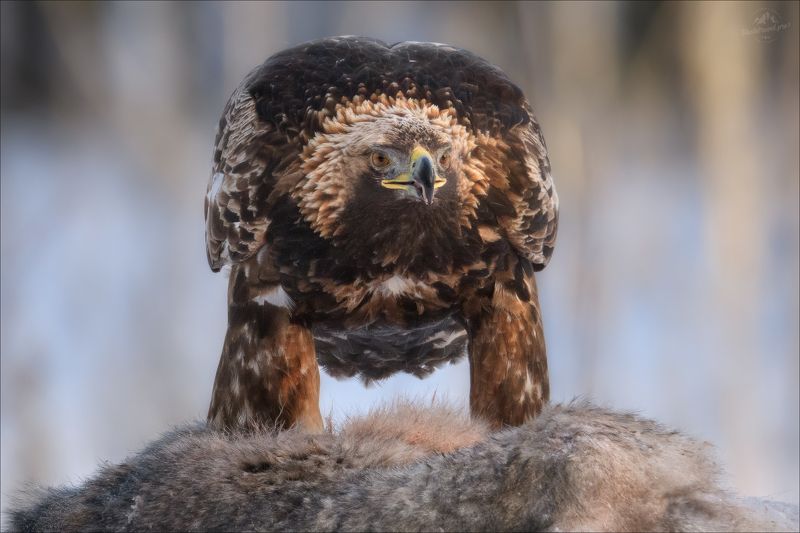 беркут, golden eagle, заказник красный бор, фототур в красный бор ХИЩНИКphoto preview