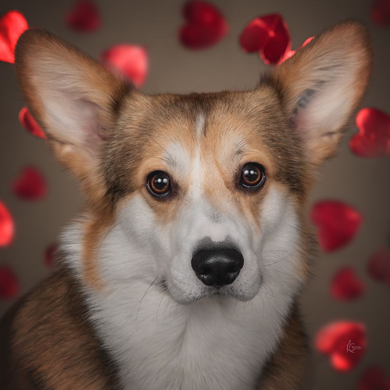 фото превью