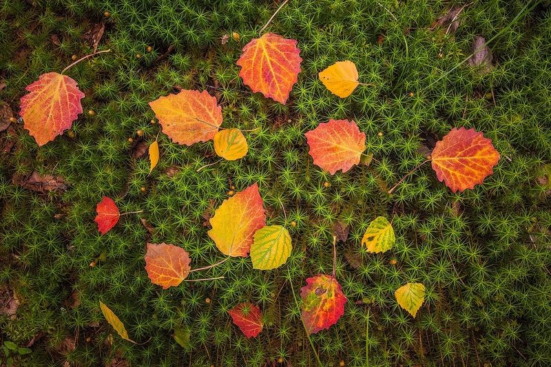 Лесной ковёр под осиноphoto preview