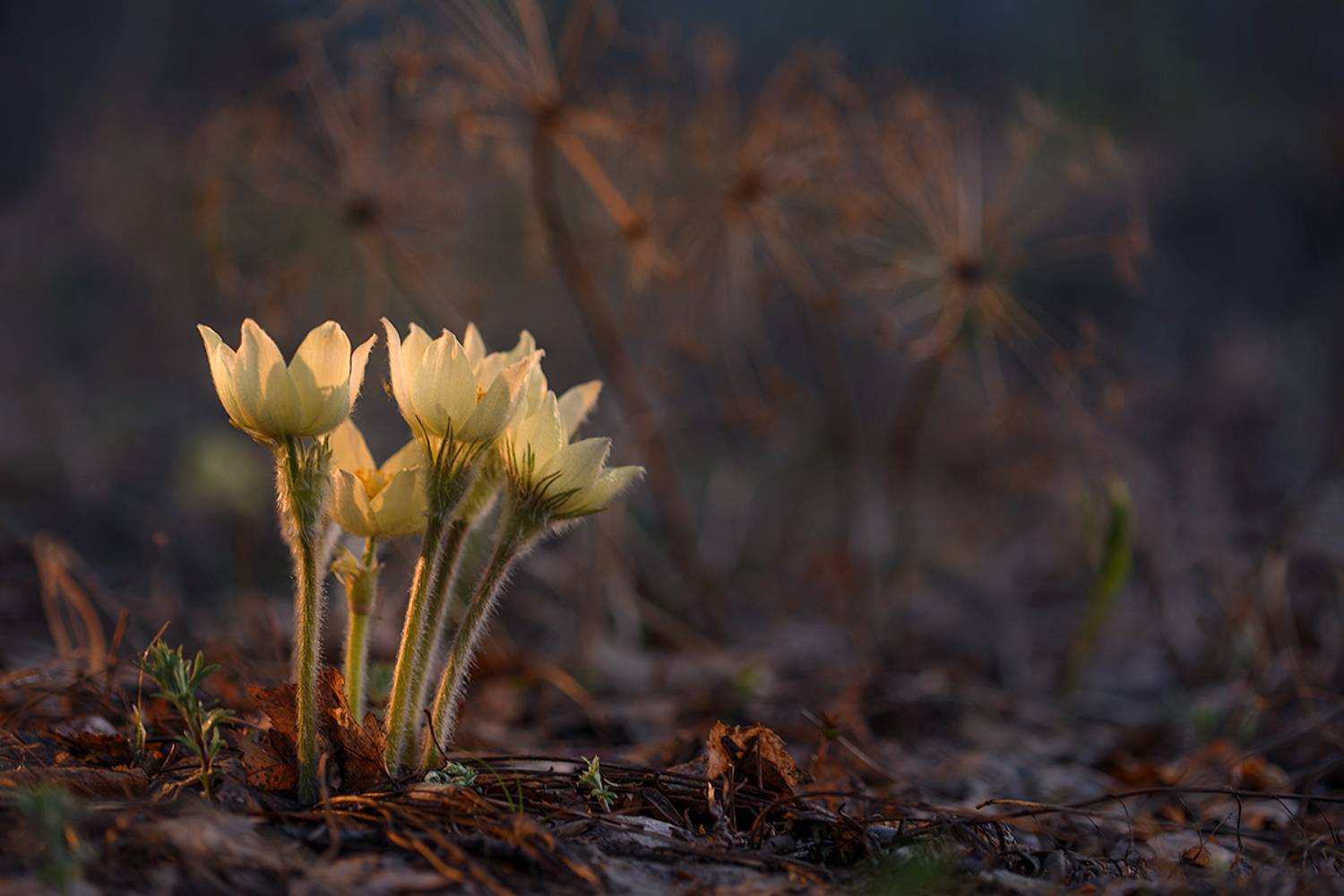 подснежник, сон-трава, прострел, весна, лес, цветы, вечер, ночь, flower, night, spring, Sokolova Tatiana