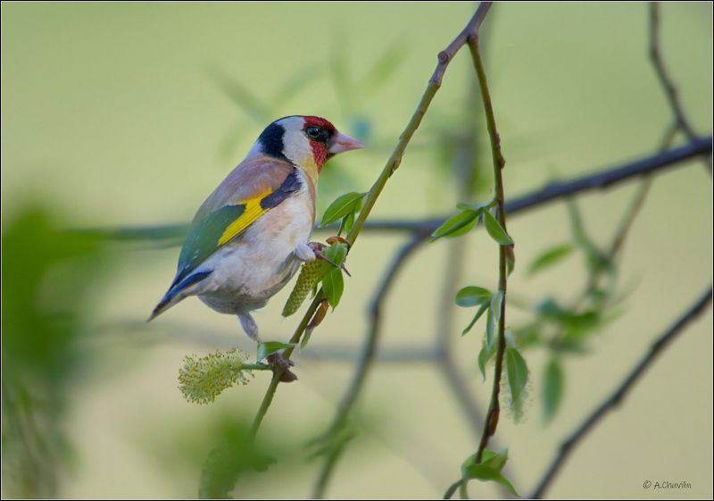 птица,щегол,весна,ива Весенний щегол фото превью