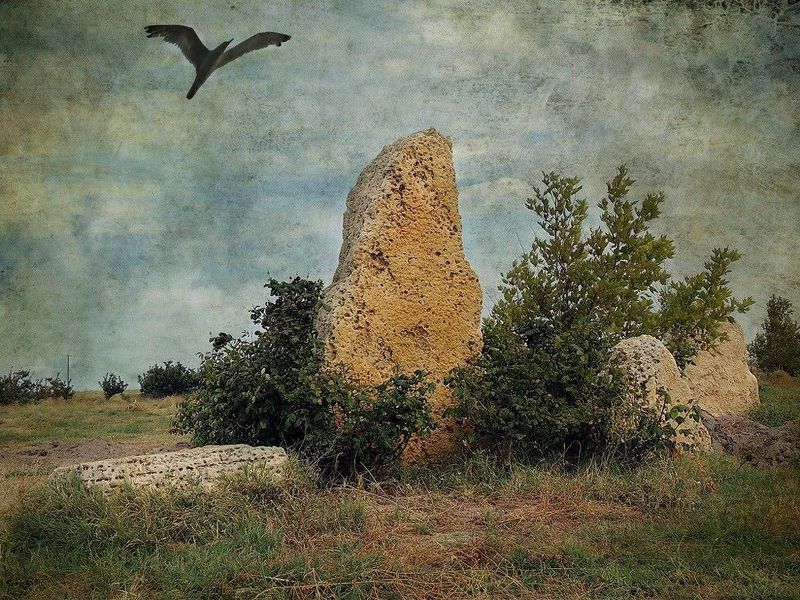 Черный воронphoto preview