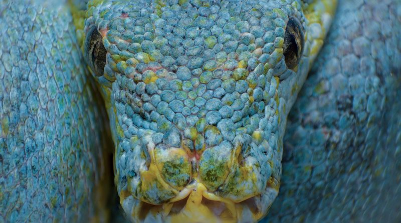 macro, nature, reptiles, snakes Green Tree Pythonphoto preview