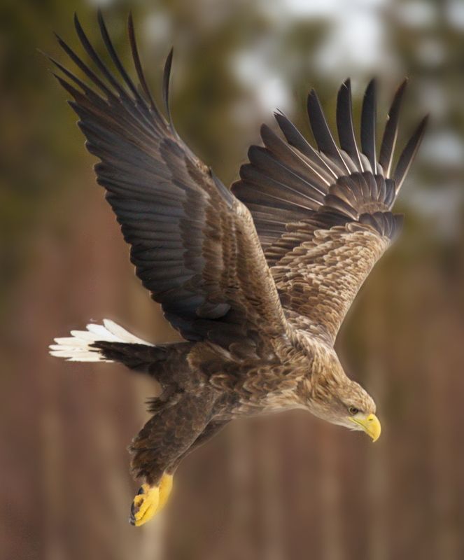 хищники птицы орлан белохвост Хищникphoto preview