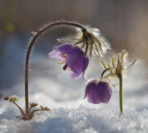 Она придёт...