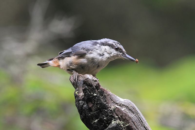 поползень Попался вредитель!photo preview