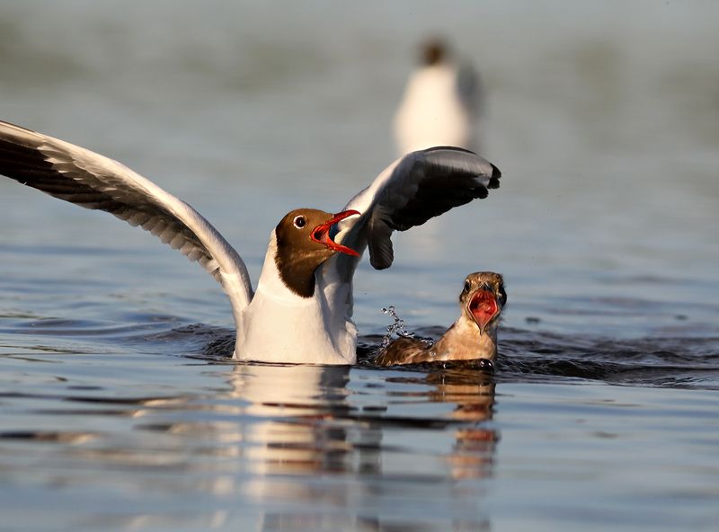 Урок громкого пенияphoto preview